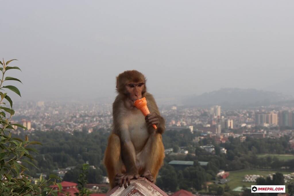 Swayambhunath Stupa Kathmandu Nepal Monkey Temple Buddhist Images Photos