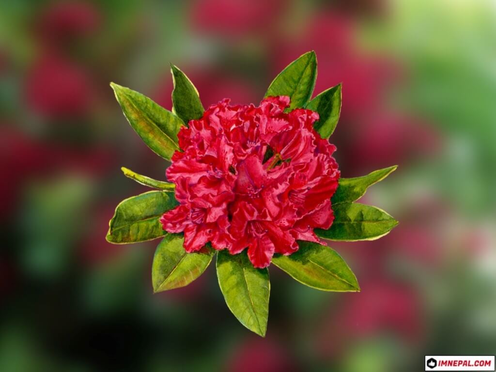 Laliguras Rhododendron flower image