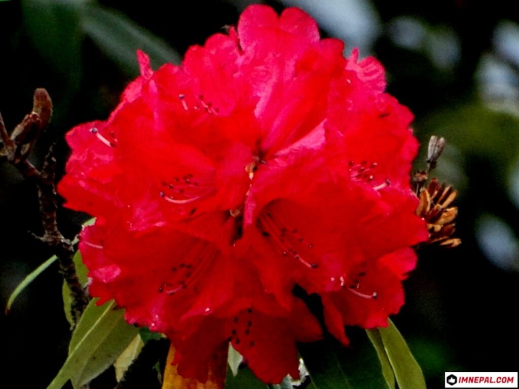Laliguras Rhododendron flower image