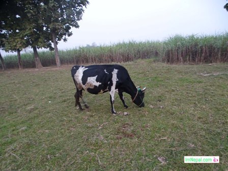 A cow eating grass image