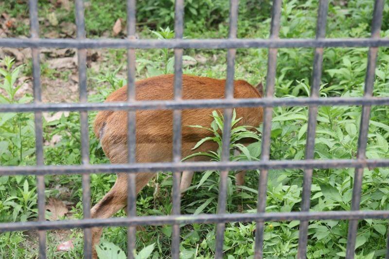 Zoo Kathmandu Nepal Photos Images Animal Pictures Travel Tours Holidays Deer