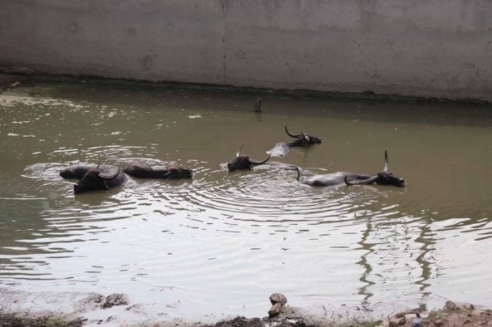 Zoo Kathmandu Nepal Photos Images Animal Pictures Travel Tours Holidays arna buffalos