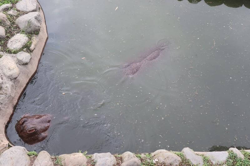 Zoo Kathmandu Nepal Photos Images Animal Pictures Travel Tours Holidays hippopotamus in water