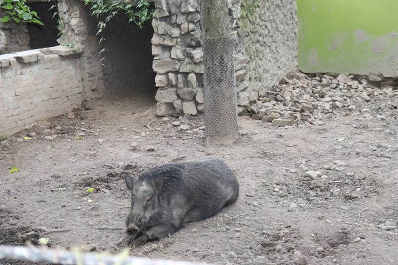 Zoo Kathmandu Nepal Photos Images Animal Pictures Travel Tours Holidays jungle pig