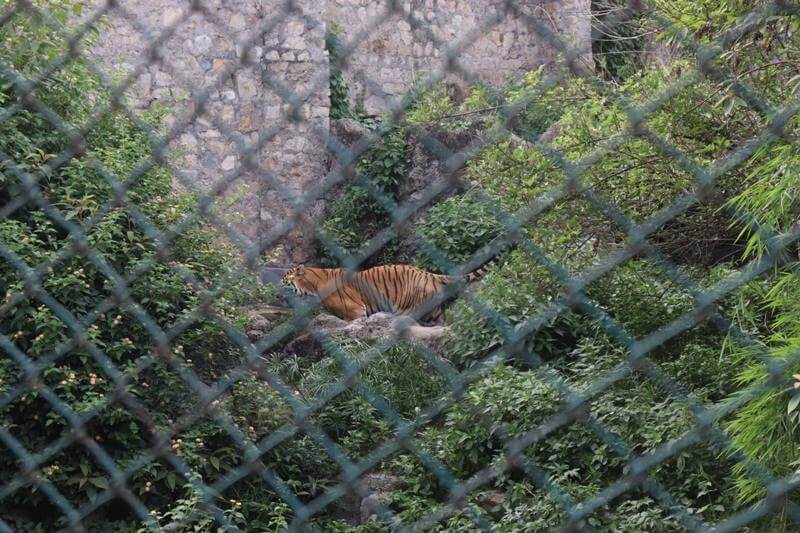 Zoo Kathmandu Nepal Photos Images Animal Pictures Travel Tours Holidays tigers