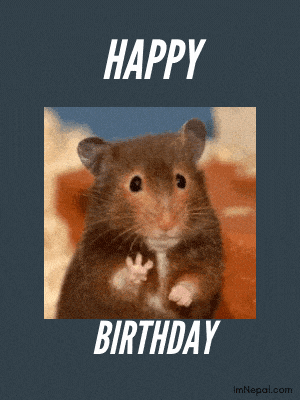 funny birthday wishes GIF Images animal rat