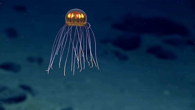 Animal In The Mariana Trench