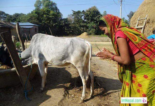 Nepali woman is worshiping the cow National Animal of Nepal