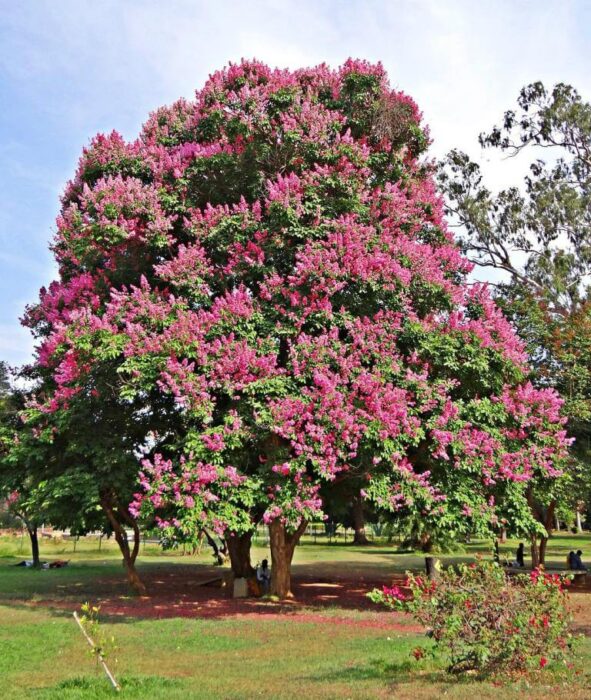 Crepe Myrtle Flower Tree