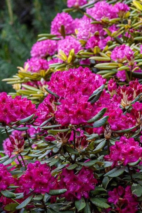 Rhododendron LaliGurans Flower Trees