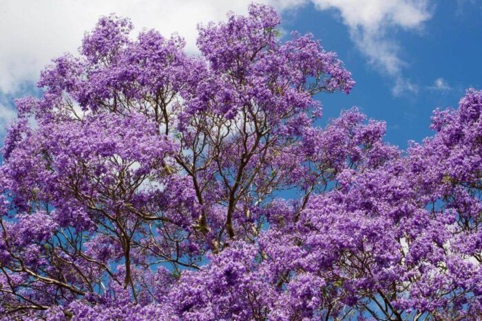 jacaranda Flower Tree Birendraphul Image