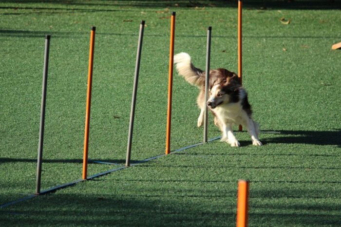 dog training image