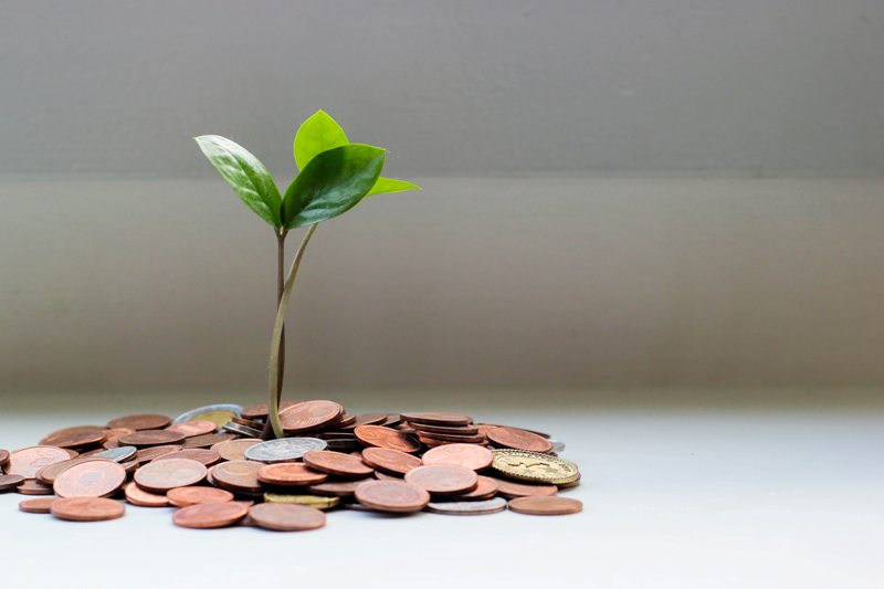 money plant