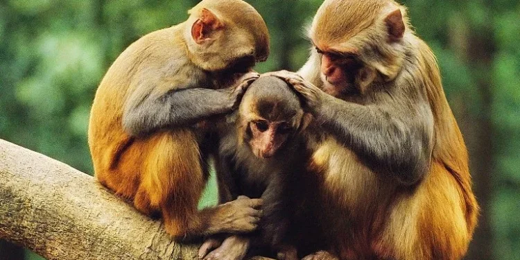 monkeys, Nepal Jungle Safari