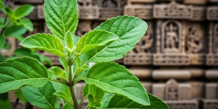 Leaves of Tulsi